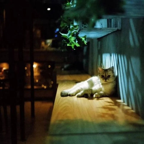 Original KODAK ColorPlus 200 35mm Film – 36 Exposures per Roll