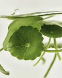 [Beauty of Joseon] Centella Asiatica Calming Mask 25ml X 10ea